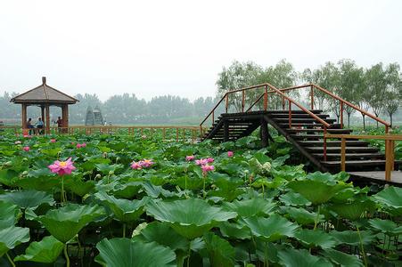 安新天气预报10天查询