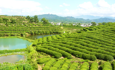 丽水松阳卯山