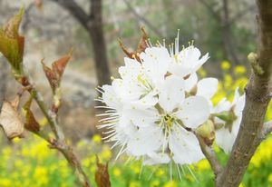 成都新津梨花溪天气